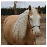 Lot#505 4yr old AQHA gelding Smart Shooters Shine 15.1hh dream horse