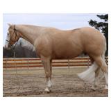 Lot#505 4yr old AQHA gelding Smart Shooters Shine 15.1hh dream horse