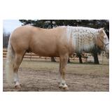 Lot#505 4yr old AQHA gelding Smart Shooters Shine 15.1hh dream horse