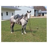 Lot#513 7yr Spotted draft/QH mare 14.2HH Not for beginners good trail horse