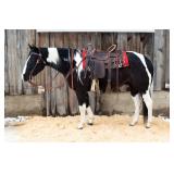 Lot# 444 4yr old APHA gelding Faceit Im Willie Good