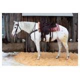 Lot#471 4yr old gelding. Santa Fe Smart and athletic