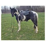 Lot#501 3yr Spotted draft QH mare 14.3HH lays to mount/dismount