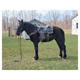 Lot#523 2yr Perch/Belgian mare 60+ days of training