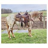 Lot# 469 3yr old Dipping Dots 14.1hh broke and soft