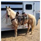 Lot# 465 14yrs old AQHA gelding Peppys Tinseltown 15.2hh pick up horse, trails, guns sound and sane