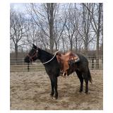 Lot# 511 4yr old Blueberry family horse