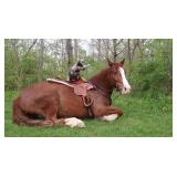 Lot# 438 5yr old must see Gypsy Vanner Cross mare My Sweet Gypsy Rose