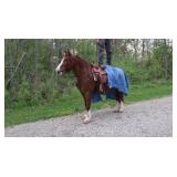 Lot# 438 5yr old must see Gypsy Vanner Cross mare My Sweet Gypsy Rose