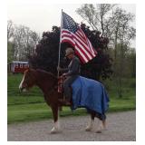 Lot# 438 5yr old must see Gypsy Vanner Cross mare My Sweet Gypsy Rose