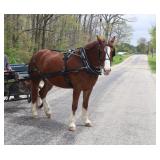 Lot# 438 5yr old must see Gypsy Vanner Cross mare My Sweet Gypsy Rose