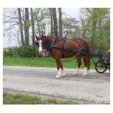 Lot# 438 5yr old must see Gypsy Vanner Cross mare My Sweet Gypsy Rose