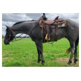 Lot#407 2yr old 15.2HH Nice mare, no buck lots of potential