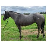Lot#407 2yr old 15.2HH Nice mare, no buck lots of potential