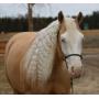 Yoder Bros. Large Horse & Carriage Auction