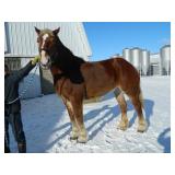 Bess, 6 yr Belgian mare