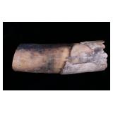 Ancient Petrified Wooly Mammoth Tusk