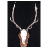 Montana 6X6 Trophy Bull Elk European Mount