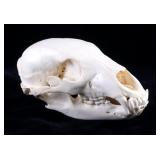 Montana Black Bear Taxidermy Skull