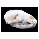 Montana Black Bear Taxidermy Skull