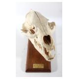 Mounted Montana Black Bear Skull
