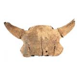 Fossilized Montana Occidentalis Skull