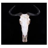 Blue Wildebeest Skull