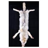 Montana Taxidermy Coyote Pelt