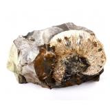 Montana Fossilized Cephalopod Scaphite