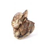 Montana Fossilized Ammonite