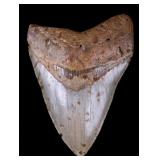 Fossilized Megaladon Shark Tooth