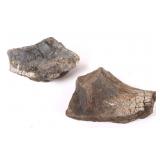 Fossilized Hadrosaurid Bones From Glacier