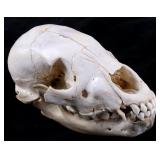Montana Black Bear Cub Taxidermy Skull