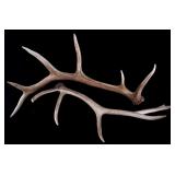 Montana Trophy Elk Antler Set of 2