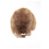 Tanned Montana Beaver Pelt