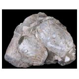 Montana Fossil Inoceramus Clams on Bear Paw Shale