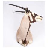 New Mexico Trophy Oryx Shoulder Mount