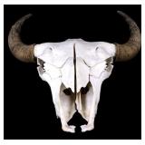 Great American Trophy Montana Buffalo Skull