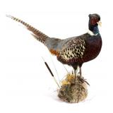 Montana Pheasant Taxidermy Mount
