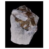 Extinct Mammal Oreodont Fossil