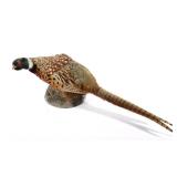Montana Taxidermy Pheasant Mount