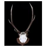 West Germany Roe Deer Antlers on Plaque
