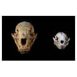 Montana Black Bear Cub Skull and Raccoon Skull