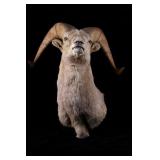 MT Rocky Mountain Bighorn Sheep Shoulder Mount
