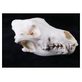 Montana Taxidermy Timber Wolf Skull