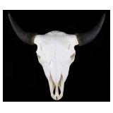 Great American Trophy Montana Buffalo Skull