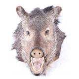Javelina Taxidermy Shoulder Mount