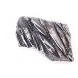 Montana Marchaerid Armored Worm Fossil Cluster