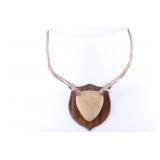 European Petite 5x4 Sika Deer Antler Mount