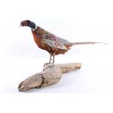 Montana Taxidermy Pheasant Mount